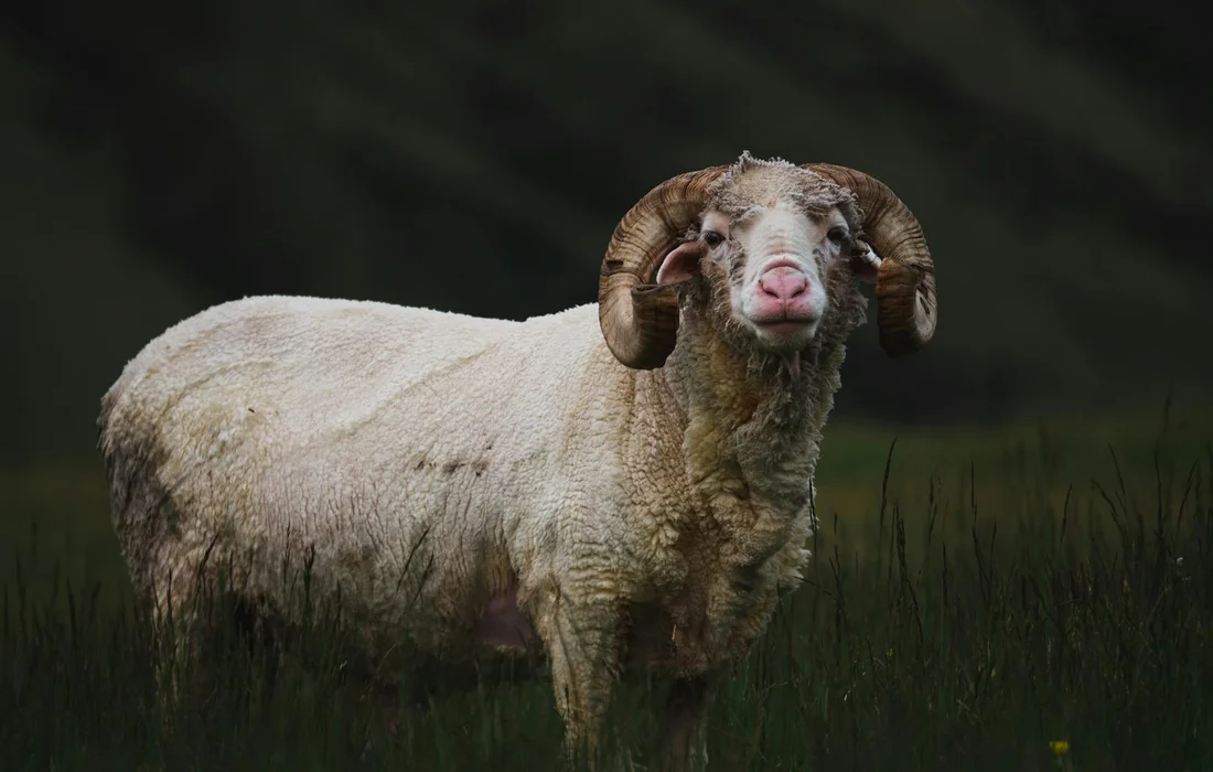 Adult ram with curled horns standing in a grassy pasture