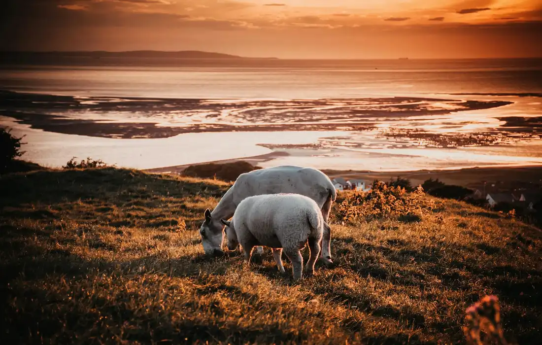 Two sheep grazing on a grassy hillside at sunset with a calm coastal landscape in the background.