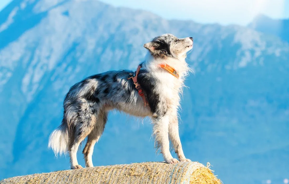 Dog standing on a hay bale with a mountain landscape in the background