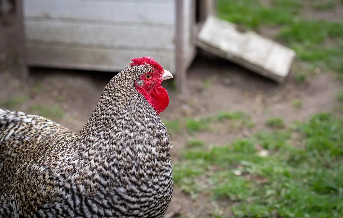 Speckled chicken with a red comb standing in a grassy yard near a coop.