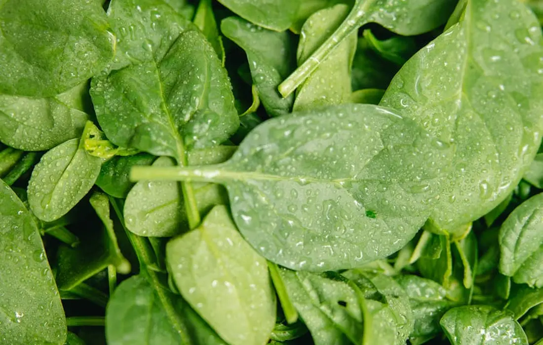 Close-up of fresh spinach leaves with water droplets