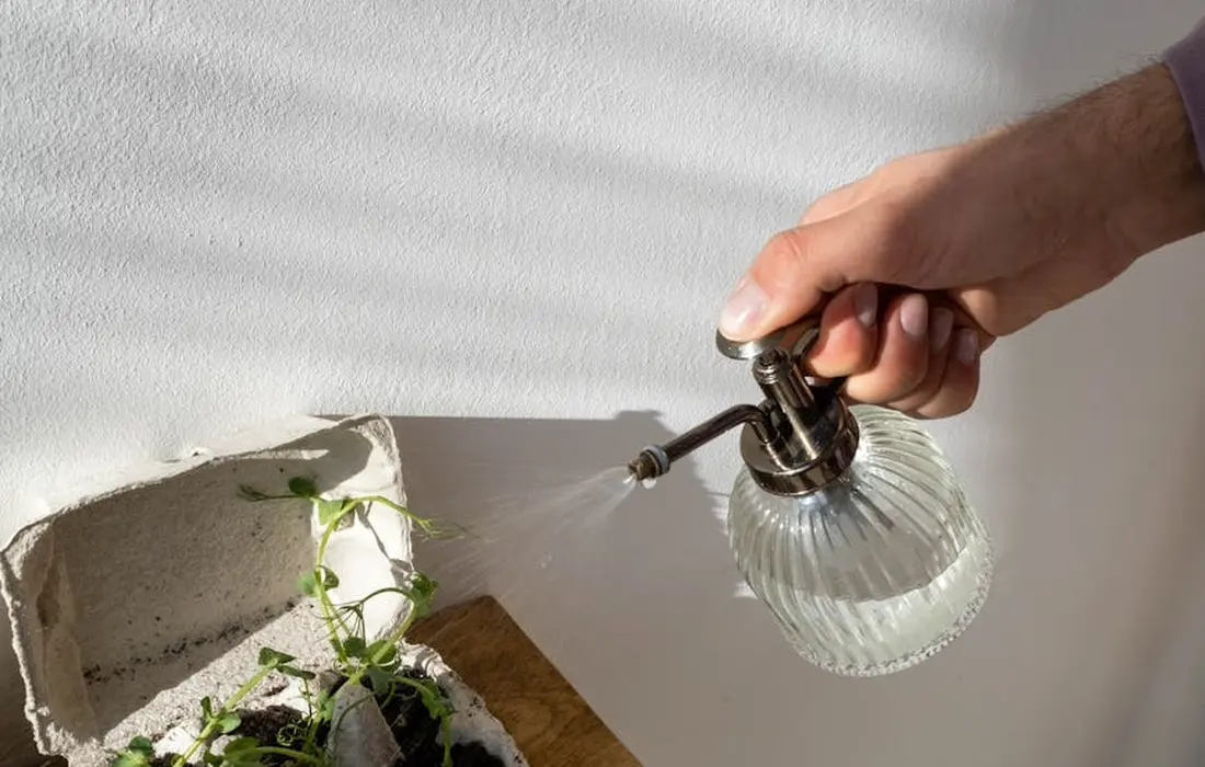 A hand holds a glass spray bottle and waters small sprouts growing in a planter on a windowsill.