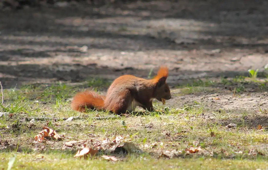 Red squirrel foraging on a sunlit grassy patch with scattered leaves