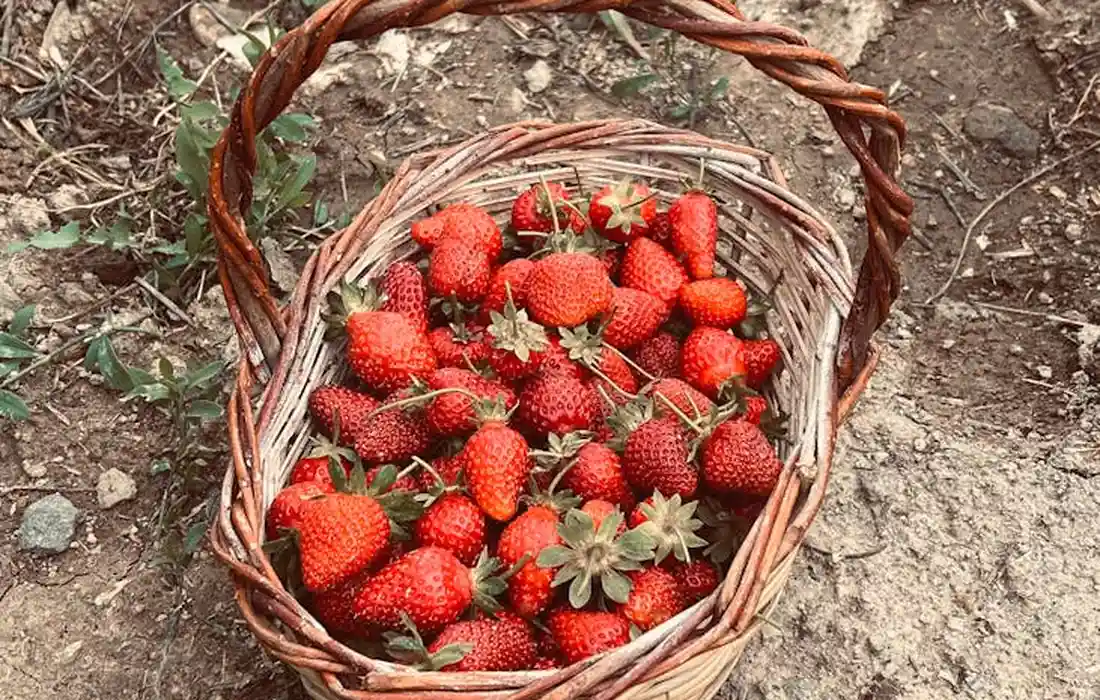 Basket of fresh strawberries resting on soil