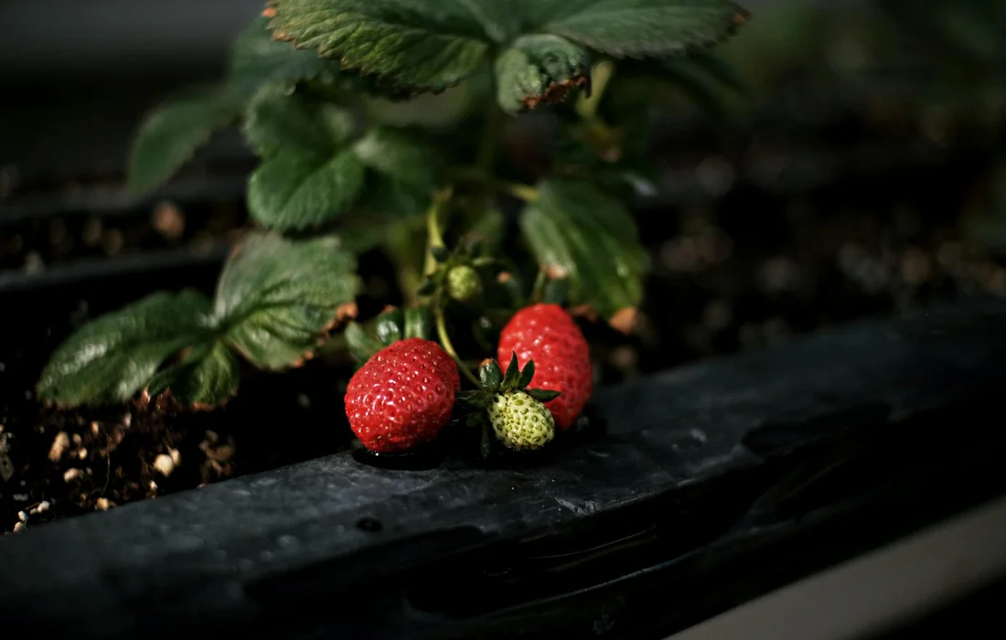 Close-up of ripe strawberries with green leaves resting on a dark garden planter