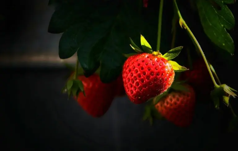 Close-up of bright red strawberries hanging from a plant with green leaves in a dark background.