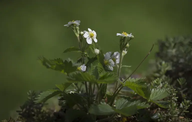 White strawberry flowers in bloom on a green strawberry plant with leaves.
