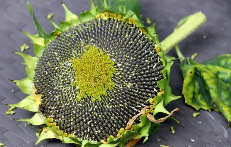 Close-up of a halved sunflower head filled with black oil sunflower seeds, with green outer bracts