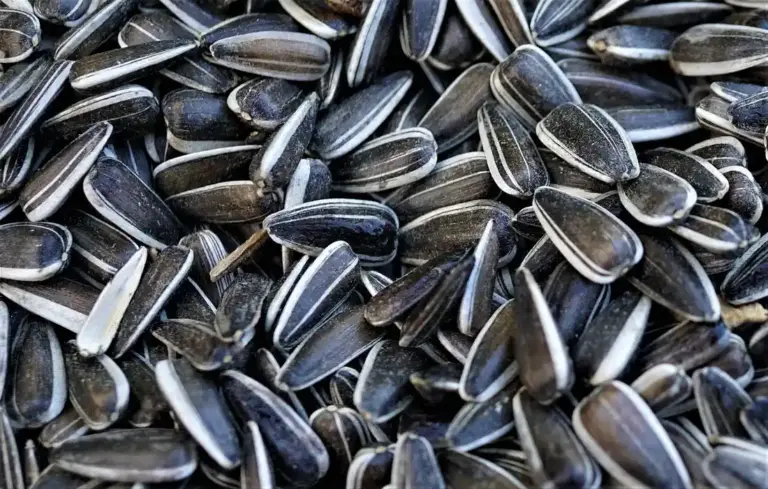 Close-up of black oil sunflower seeds