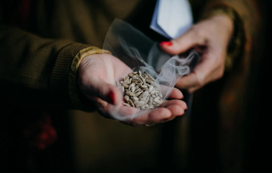 Close-up of hands cupping a handful of sunflower seeds, ready to feed backyard chickens.