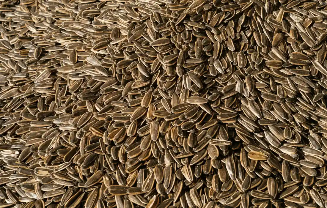 Close-up of striped sunflower seeds in shells