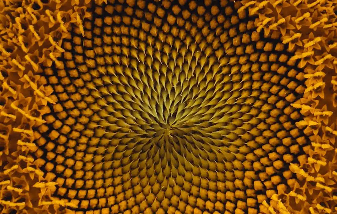 Close-up of a sunflower's seed head with tightly packed seeds