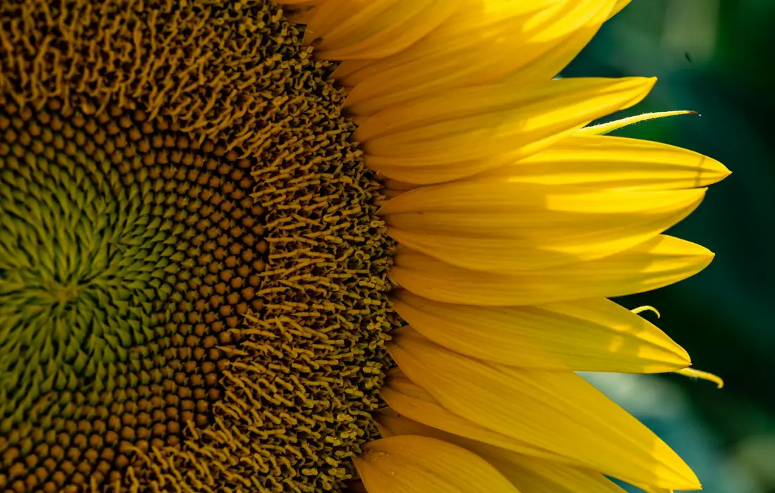 Close-up of a vibrant sunflower bloom with a detailed seed head on the left and yellow petals on the right