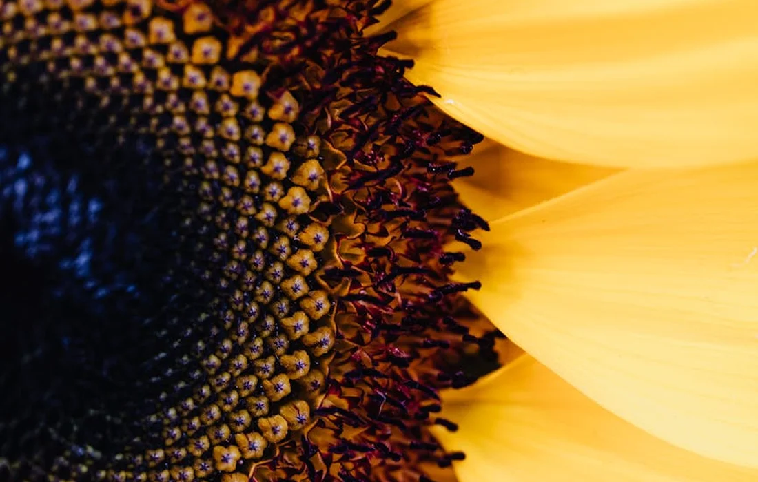 Close-up view of a sunflower head with vibrant yellow petals