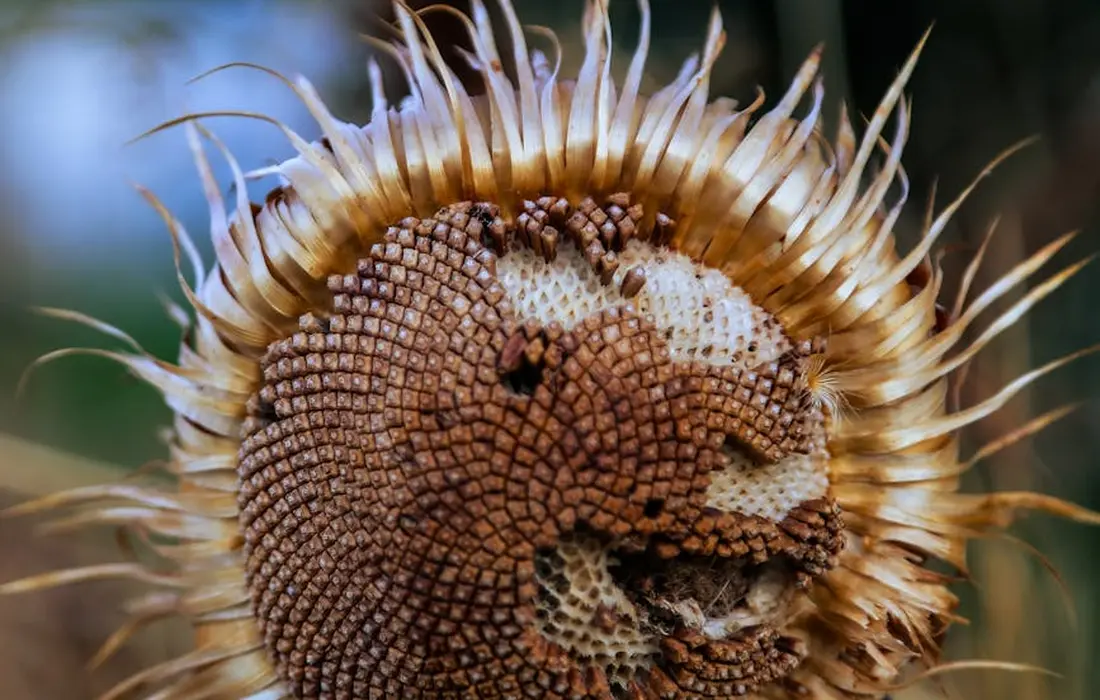 Close-up of a sunflower head with tightly packed seeds, illustrating the sunflower seed topic in rabbit diets.