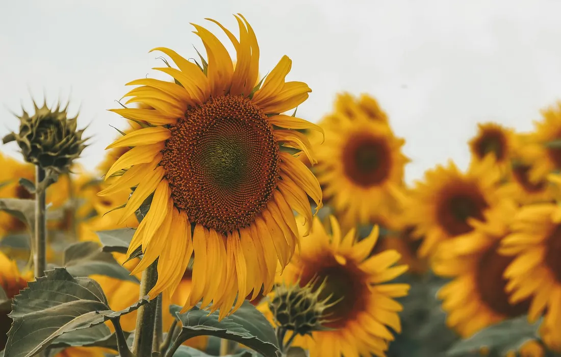 Close-up of vibrant yellow sunflowers with brown centers in a sunlit field