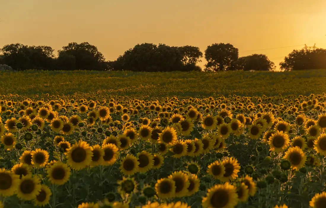 A field of blooming sunflowers at sunset with a distant tree line.