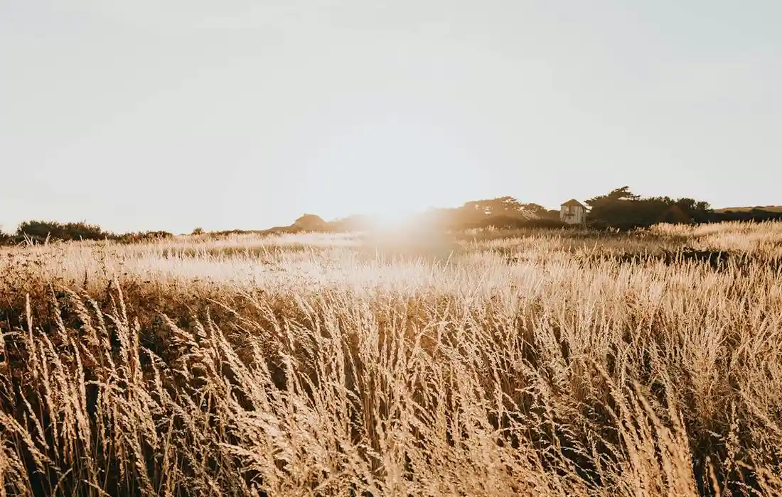 Golden field of tall dry grasses at sunset