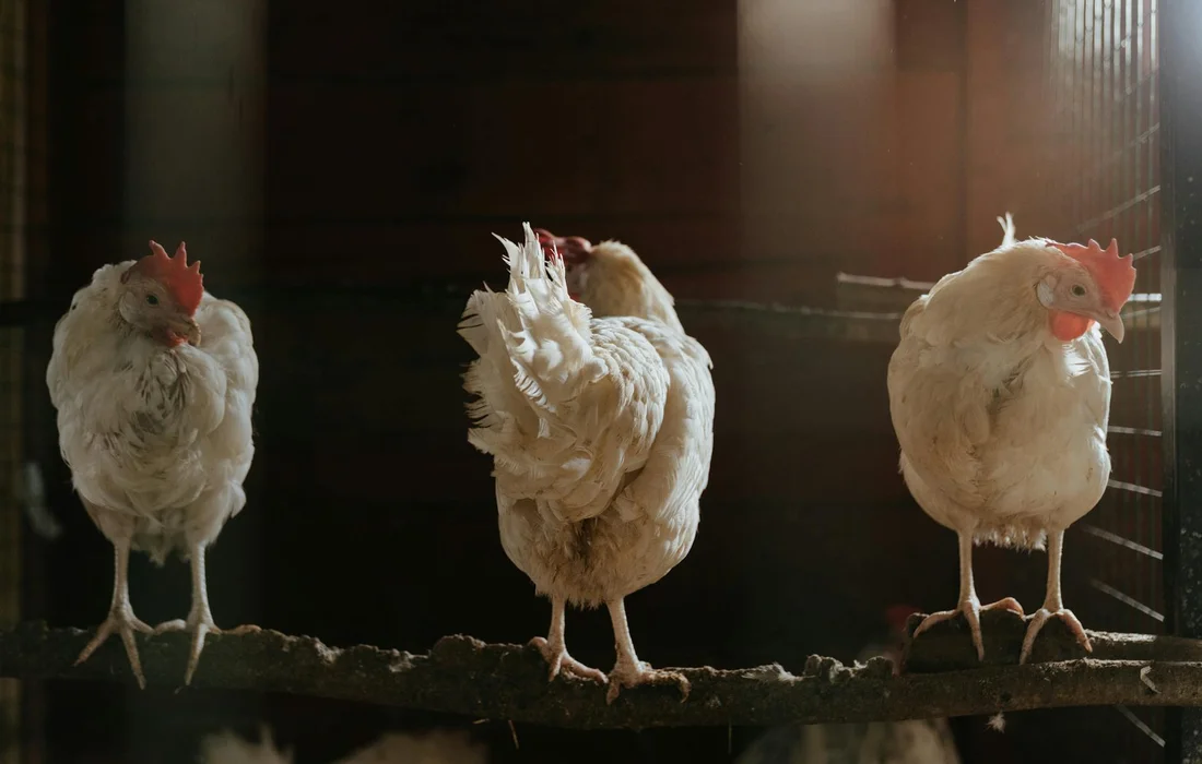 Three white chickens perched on a wooden bar inside a dimly lit chicken coop.