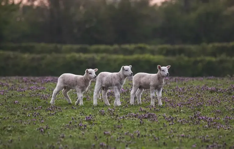 Three white lambs standing in a green field with small purple flowers and a distant hedge.