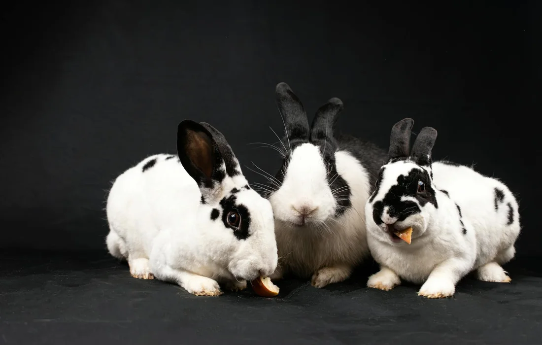 Three black-and-white lop-eared rabbits sit together on a dark background, nibbling on treats.
