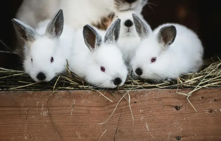 Three fluffy white rabbits perched at the edge of a hay-filled wooden trough.