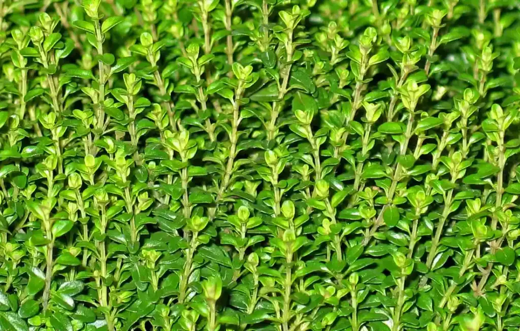 Safe Herbs for Rabbits: Your Trusted Guide to Rosemary, Thyme, Chamomile & Cilantro