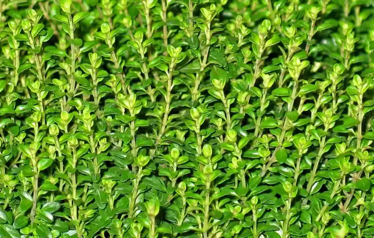Close-up of a dense thyme plant with tiny green leaves along woody stems