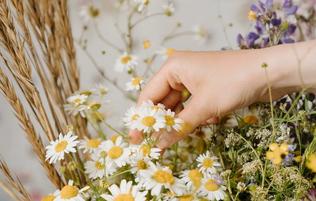 Close-up of a hand picking chamomile flowers among wildflowers