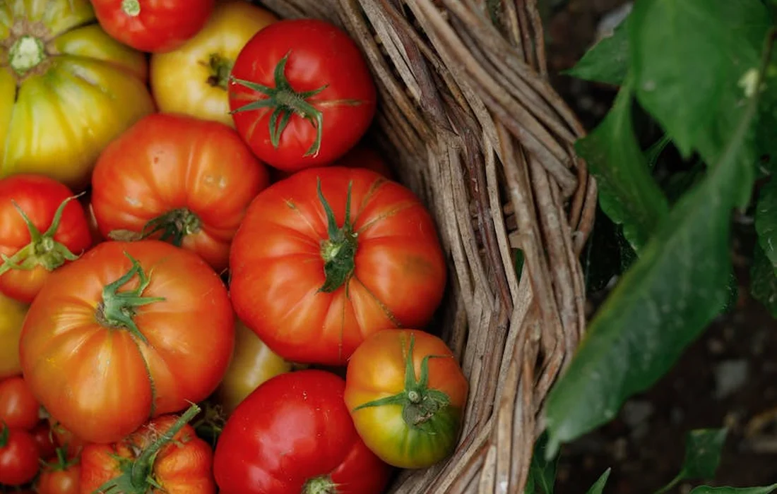 Basket of ripe tomatoes in a garden with green leaves nearby