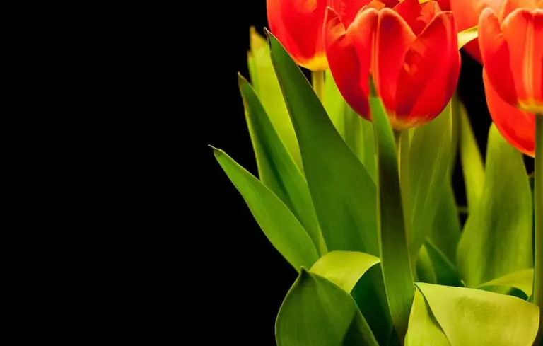 Close-up of bright orange tulips with green leaves against a black background