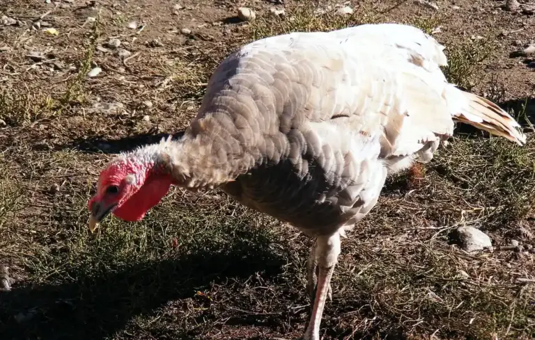 A white turkey with a red head standing on dirt and sparse grass in a sunlit field.