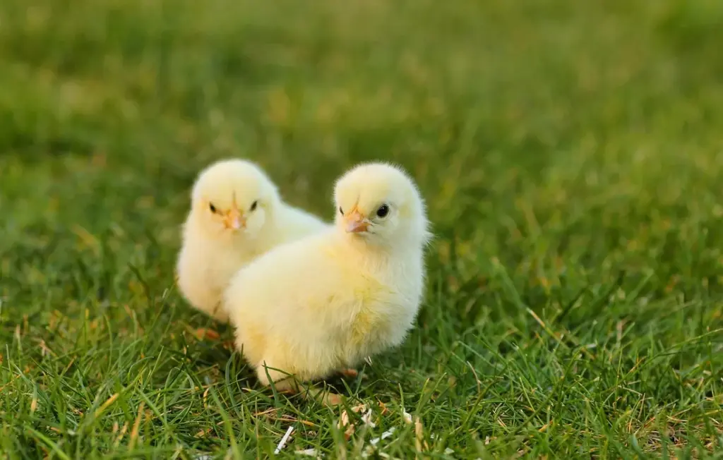 Keeping Your Flock Festive and Safe: A Chicken Keeper’s Guide to Pine & Christmas Trees