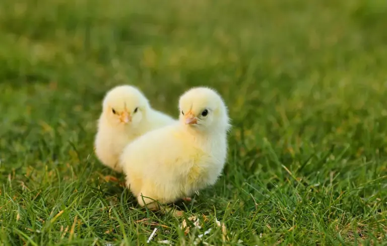 Two fluffy yellow chicks standing on green grass.