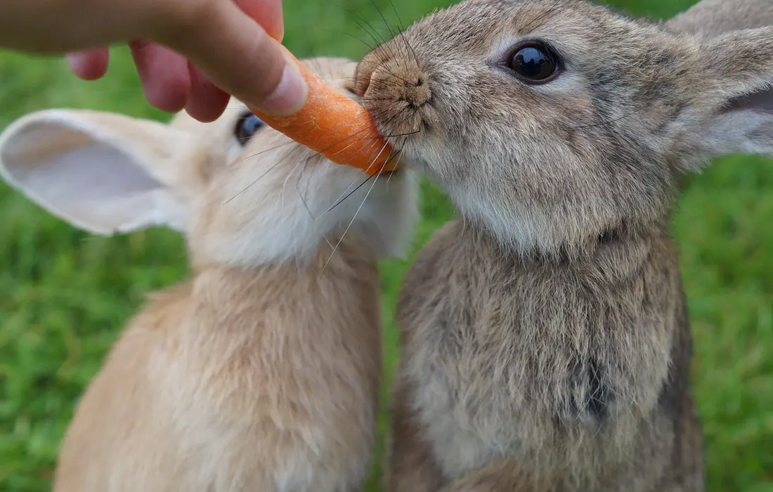 Two rabbits nibbling a carrot offered by a human hand in a grassy setting.