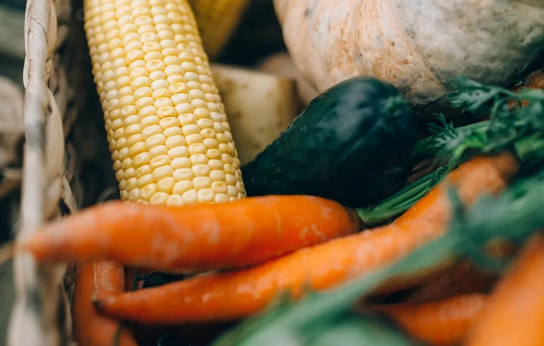 Close-up of fresh vegetables, including orange carrots, yellow corn on the cob, and green squash, arranged together as a variety of produce for a rabbit's diet.
