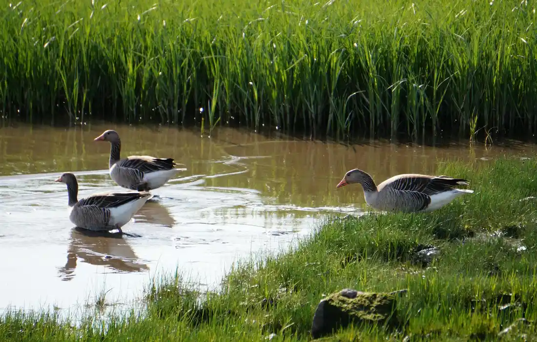 Three waterfowl in a shallow pond with a grassy bank