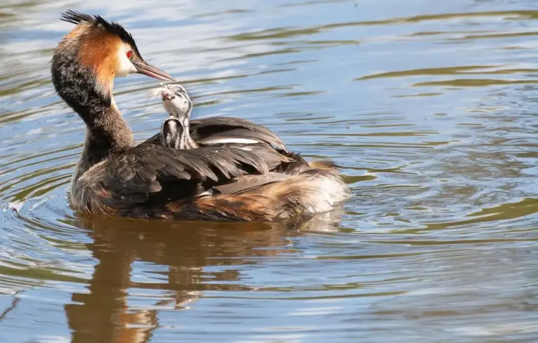 A waterfowl with an orange-brown head and dark body floating on a calm pond surface.