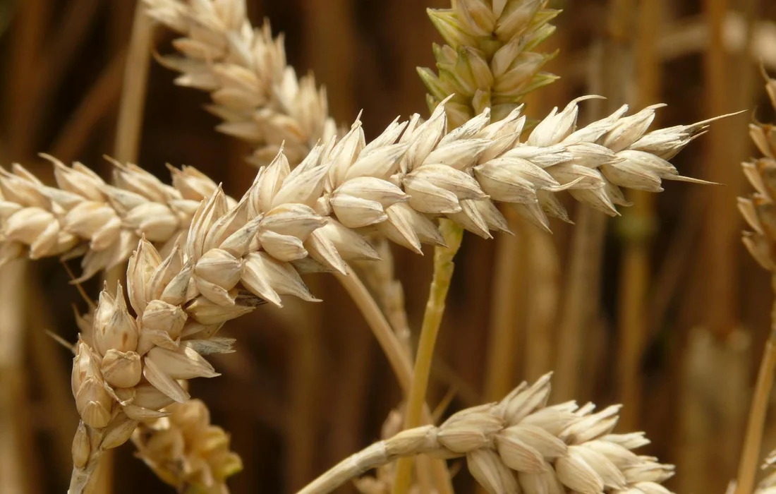 Close-up of pale golden wheat heads on stalks