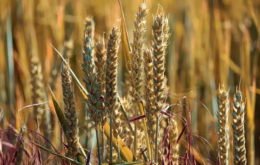 Your Homestead Guide to Feeding Ducks Grains: Safe Choices for Oats, Barley, Corn, and Scratch