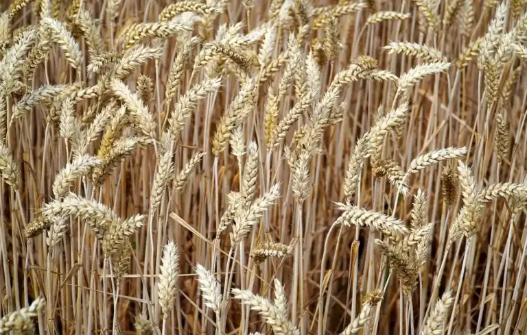 Close-up of golden wheat heads in a field