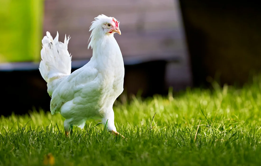 White chicken standing on green grass with a blurred background