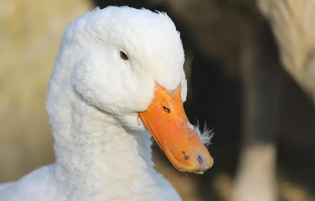 Ducks as Natural Pest Control: Your Homestead’s Bug-Eating Brigade