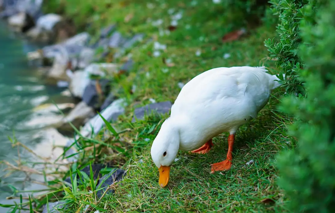 White duck with orange beak and feet foraging on a grassy bank beside water
