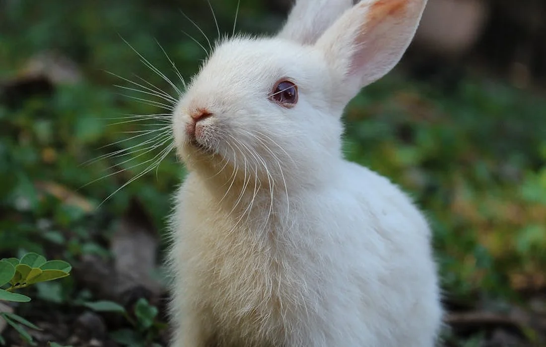 White rabbit in a garden looking up among green plants