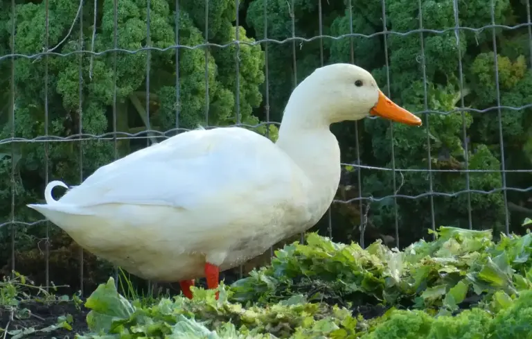 White domestic duck with an orange bill standing in greenery behind a wire fence.