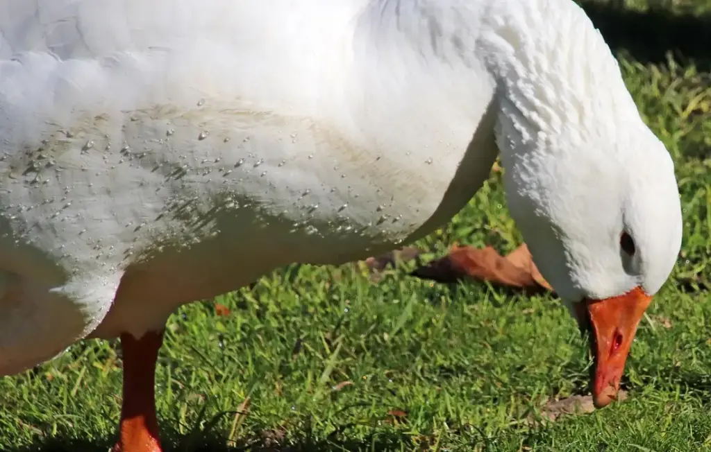 Can Geese Eat Duck or Chicken Feed? Your Quick-Start Guide