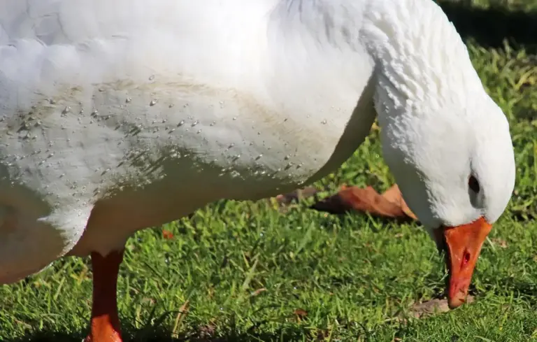 Close-up of a white goose pecking at the grass
