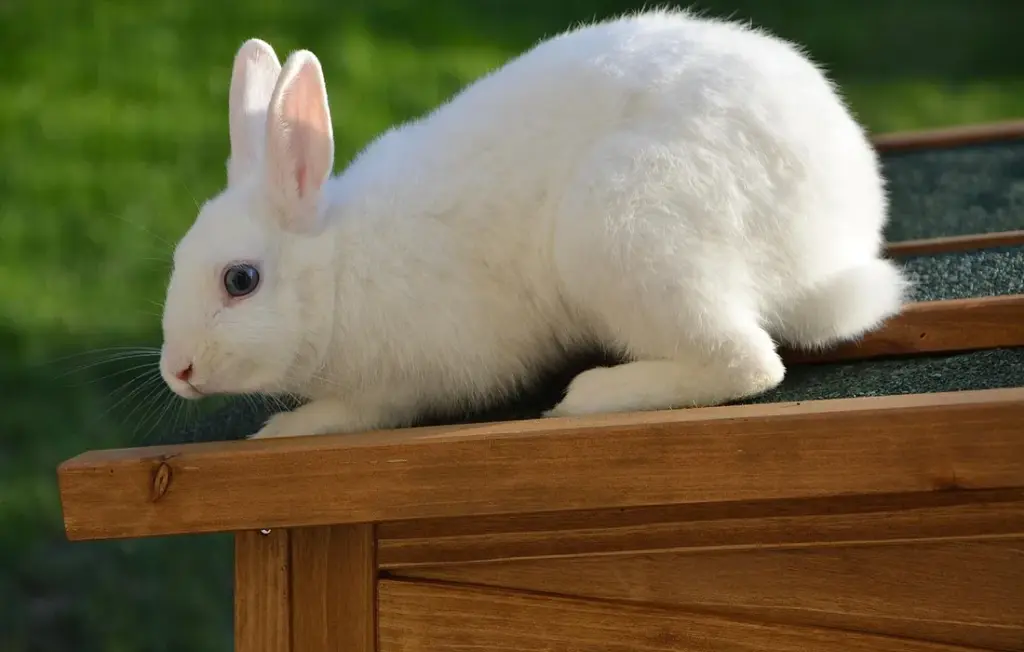 Can Rabbits Eat Paper? A Practical Guide to Safety and Risks