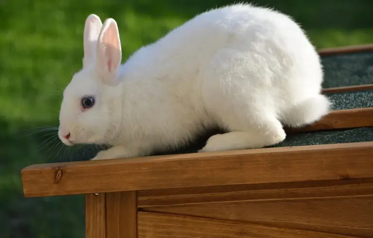 A small white rabbit perched on a wooden railing outdoors, looking downward.